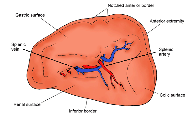 You Can Now 3D Print a Spleen