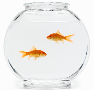 A Fight to the FINish: Two Fish Play Street Fighter