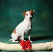 Buying Guide: Quirky Stocking Stuffers