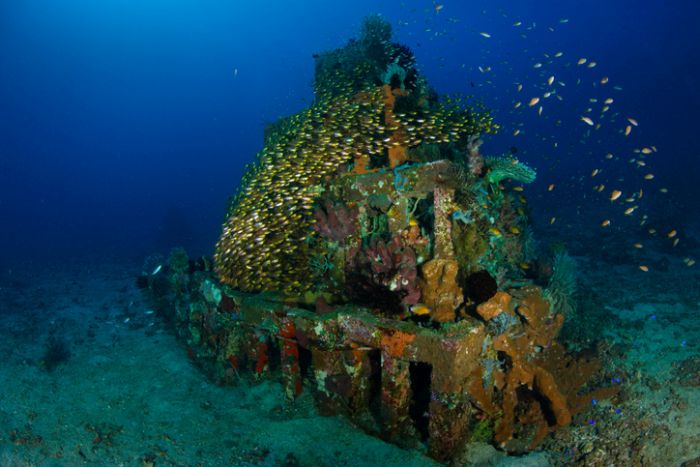 Man Made Reefs