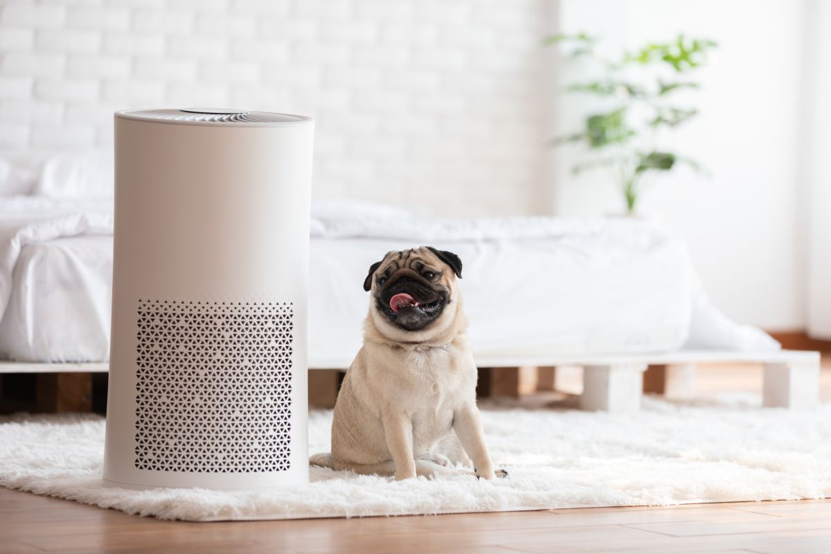 How to Choose the Best Air Purifier for Your Space
